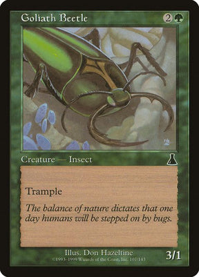 107-goliathbeetle