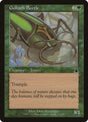 107-goliathbeetle