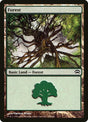 155-forest