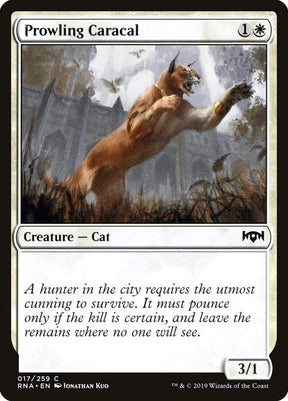 17-prowlingcaracal