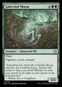 173-galewindmoose