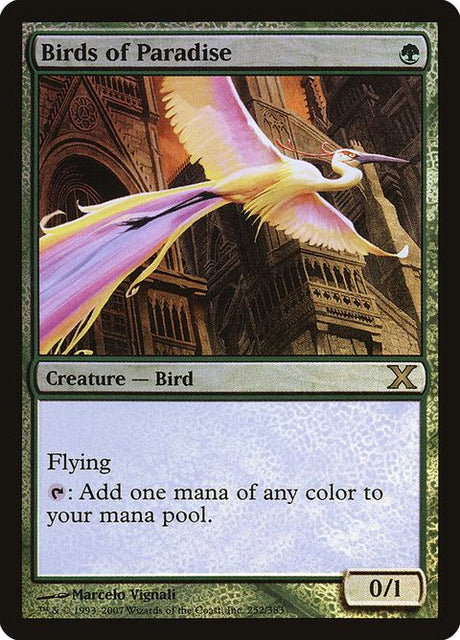 252-birdsofparadise