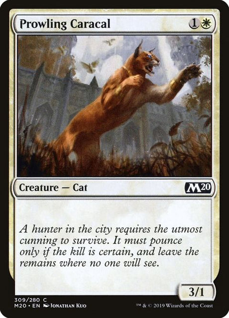 309-prowlingcaracal
