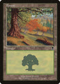 349-forest