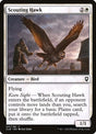41-scoutinghawk